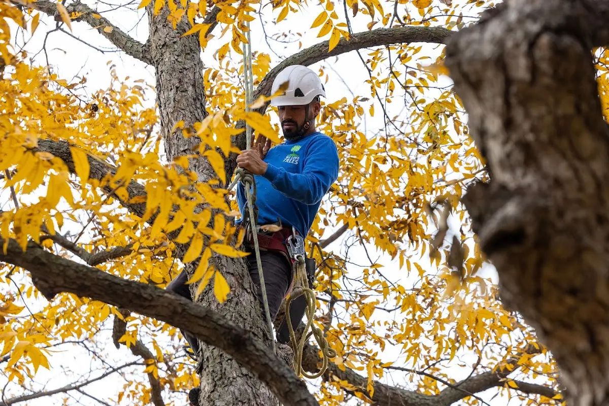 Skilled Tree Planing crew working in Mesa