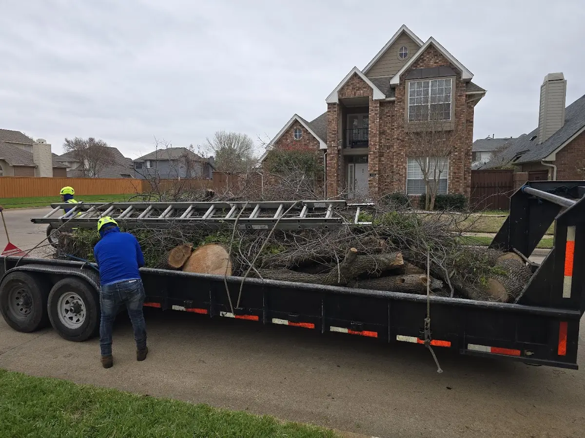 Expert Tree Pest Control with proper safety equipment in Mesa